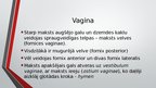 Presentations 'Sievietes uroģenitālā anatomija', 21.