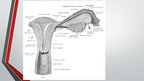 Presentations 'Sievietes uroģenitālā anatomija', 22.