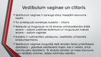 Presentations 'Sievietes uroģenitālā anatomija', 29.