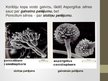 Presentations 'Aspergillus ģints - pelējuma sēnes', 5.