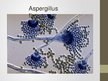Presentations 'Aspergillus ģints - pelējuma sēnes', 6.