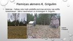 Presentations 'Dabas resursu un vides apstākļu novērtējums Salienas pagastā', 11.