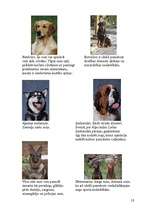 Research Papers 'Viss par suņiem', 10.