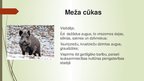 Presentations 'Medījamo dzīvnieku izdarītie postījumi pārapdzīvotības rezultātā', 6.