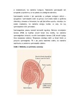 Summaries, Notes 'Vīriešu reproduktīvās sistēmas anatomija: struktūra, funkcijas un dzimumu īpatnī', 3.