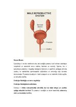 Summaries, Notes 'Vīriešu reproduktīvās sistēmas anatomija: struktūra, funkcijas un dzimumu īpatnī', 15.