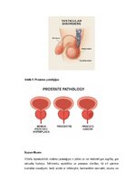 Summaries, Notes 'Vīriešu reproduktīvās sistēmas anatomija: struktūra, funkcijas un dzimumu īpatnī', 20.