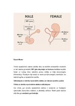 Summaries, Notes 'Vīriešu reproduktīvās sistēmas anatomija: struktūra, funkcijas un dzimumu īpatnī', 23.