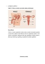 Summaries, Notes 'Vīriešu reproduktīvās sistēmas anatomija: struktūra, funkcijas un dzimumu īpatnī', 26.