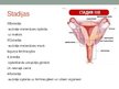 Presentations 'Dzemdes ķermeņa jeb endometrija vēzis', 11.