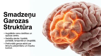 Presentations 'Neirobioloģijas pārskats', 3.