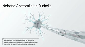 Presentations 'Neirobioloģijas pārskats', 4.