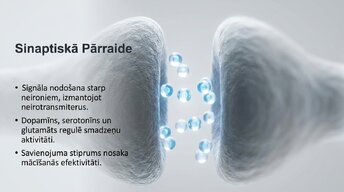 Presentations 'Neirobioloģijas pārskats', 6.