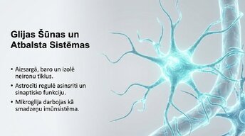 Presentations 'Neirobioloģijas pārskats', 7.