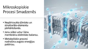 Presentations 'Neirobioloģijas pārskats', 8.