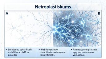 Presentations 'Neirobioloģijas pārskats', 10.
