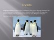 Presentations 'Pingvīnu kārta', 2.