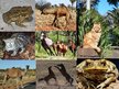 Presentations 'Animals in Australia', 11.