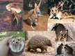 Presentations 'Animals in Australia', 13.
