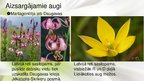 Presentations 'Viendīgļlapju klase - orhideju un liliju dzimta', 6.