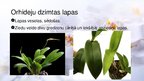 Presentations 'Viendīgļlapju klase - orhideju un liliju dzimta', 12.