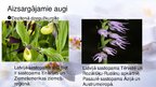 Presentations 'Viendīgļlapju klase - orhideju un liliju dzimta', 13.