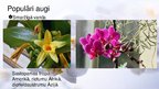 Presentations 'Viendīgļlapju klase - orhideju un liliju dzimta', 15.