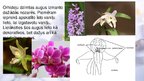 Presentations 'Viendīgļlapju klase - orhideju un liliju dzimta', 16.