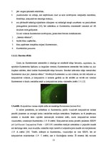 Term Papers 'Lielmolekulārā un mazmolekulārā fluoresceīna pielietojamības salīdzinājums optom', 18.
