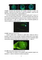 Term Papers 'Lielmolekulārā un mazmolekulārā fluoresceīna pielietojamības salīdzinājums optom', 20.