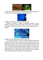 Term Papers 'Lielmolekulārā un mazmolekulārā fluoresceīna pielietojamības salīdzinājums optom', 22.
