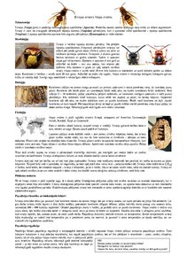 Summaries, Notes 'Eiropas sirsenis Vespa crabro', 1.