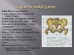 Presentations 'Iegurnis', 9.