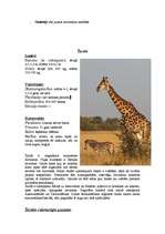 Research Papers 'Āfrikas augi un dzīvnieki, Krīgera rezervāts', 14.