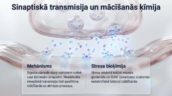 Presentations 'Hroniska stresa ietekme uz hipokampu un mācīšanās spējām', 6.