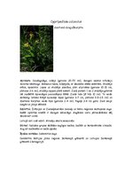 Summaries, Notes 'Orhideju dzimta', 5.