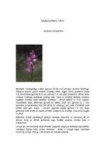 Summaries, Notes 'Orhideju dzimta', 6.