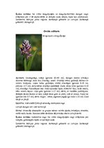 Summaries, Notes 'Orhideju dzimta', 10.