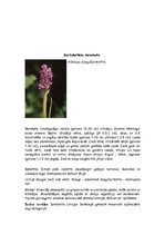 Summaries, Notes 'Orhideju dzimta', 11.