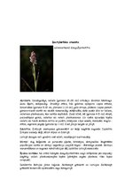 Summaries, Notes 'Orhideju dzimta', 12.