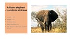 Presentations 'Elephants. Human Impacts and Threats', 5.