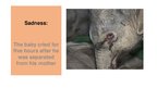 Presentations 'Elephants. Human Impacts and Threats', 10.