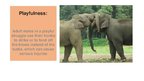 Presentations 'Elephants. Human Impacts and Threats', 11.