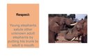 Presentations 'Elephants. Human Impacts and Threats', 16.