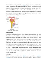 Summaries, Notes 'Urogenitālā sistēma', 9.