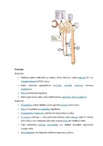 Summaries, Notes 'Urogenitālā sistēma', 11.