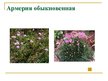 Presentations 'Охряаняемые растения, находящиеся в Красной книге Латвий', 5.