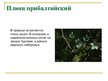 Presentations 'Охряаняемые растения, находящиеся в Красной книге Латвий', 6.