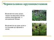 Presentations 'Охряаняемые растения, находящиеся в Красной книге Латвий', 7.