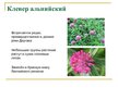 Presentations 'Охряаняемые растения, находящиеся в Красной книге Латвий', 10.